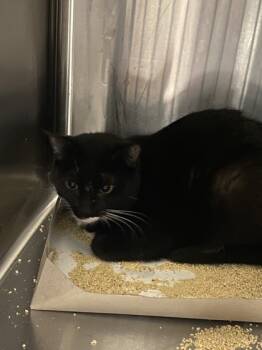 Rescue Domestic Short Hair Cats for Adoption in West Chester, Pennsylvania - Tubby | PetCurious