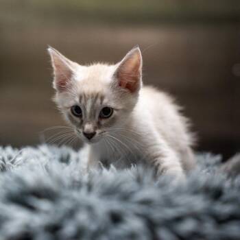 Snow -  Domestic Short Hair Cat Available for Adoption in Gainesville, Georgia - Snow | PetCurious