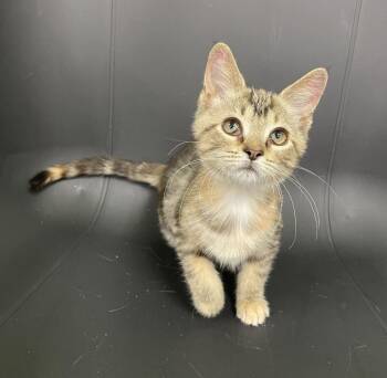 Paris -  Domestic Short Hair Cat for Adoption in Jackson, Michigan - Paris | PetCurious