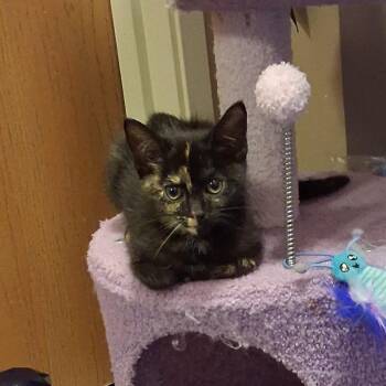 Tarot -  Domestic Short Hair Cat for Adoption in Philadelphia, Pennsylvania - Tarot | PetCurious