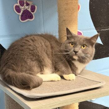 Ski -  Domestic Medium Hair Cat for Adoption in Tallahassee, Florida - Ski | PetCurious