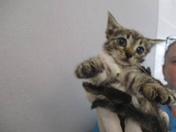 DIABOLICO -  Domestic Short Hair Cat for Adoption in Ocala, Florida - DIABOLICO | PetCurious