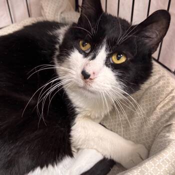 Rudy -  Domestic Short Hair Cat Available for Adoption in Mokena, Illinois - Rudy | PetCurious