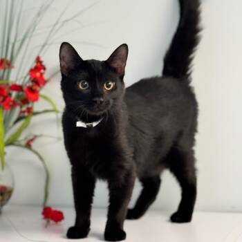 Domestic Short Hair Cats Available for Adoption - Teddy | PetCurious