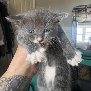 Domestic Short Hair Cats Available for Adoption in Mastic, New York - Amaya | PetCurious