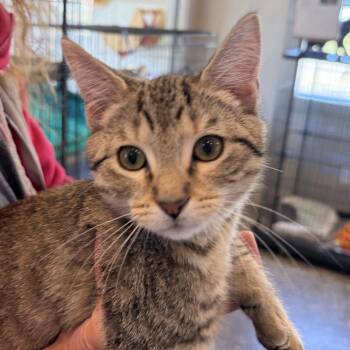 Hans -  Domestic Short Hair Cat for Adoption in Louisville, Kentucky - Hans | PetCurious