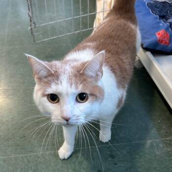 Domestic Short Hair Cats Available for Adoption - Buster | PetCurious