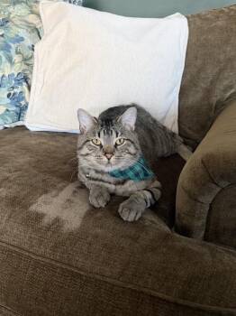 Toffee -  Domestic Short Hair Cat for Adoption in Ferndale, Michigan - Toffee | PetCurious
