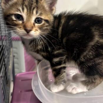 Domestic Short Hair and Manx Cats Available for Adoption in League City, Texas - Apollo | PetCurious