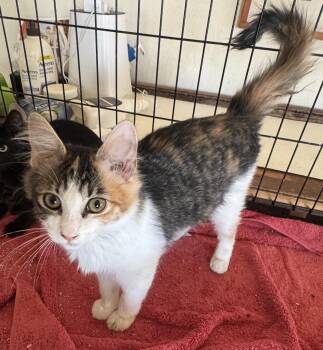 Marina -  Calico and Domestic Medium Hair Cat for Adoption in Pendleton, Oregon - Marina | PetCurious