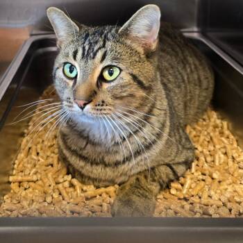 Rescue Domestic Short Hair Cats for Adoption in Madisonville, Tennessee - Pharrel | PetCurious