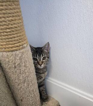 Kelli -  Domestic Short Hair Cat for Adoption in Prineville, Oregon - Kelli | PetCurious