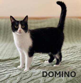 DOMINO -  Tuxedo Cat Available for Adoption in Harrodsburg, Kentucky - DOMINO | PetCurious