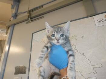 Domestic Short Hair Cats Available for Adoption in San Jose, California - A1406338 | PetCurious