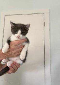 Peter -  Domestic Short Hair Cat for Adoption in Raleigh, North Carolina - Peter | PetCurious