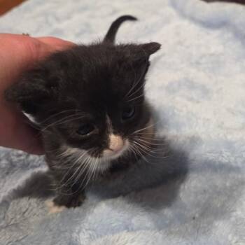Domestic Short Hair Cats Available for Adoption in Bel Air, Maryland - Bumblebee | PetCurious