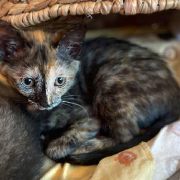 Artemis -  Domestic Short Hair Cat for Adoption in The Woodlands, Texas - Artemis | PetCurious