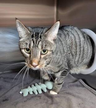 Capone -  Domestic Short Hair Cat for Adoption in Missoula, Montana - Capone | PetCurious