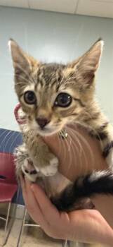 Domestic Short Hair Cats Available for Adoption in Doral, Florida - GLOWY | PetCurious