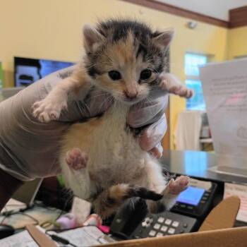 Carrie -  Domestic Short Hair Cat for Adoption in Lynchburg, Virginia - Carrie | PetCurious