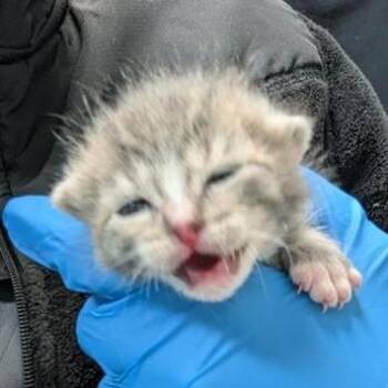 Blanka -  Domestic Short Hair Cat for Adoption in Redmond, Washington - Blanka | PetCurious