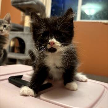 Winston -  Domestic Long Hair Cat for Adoption in Chattanooga, Tennessee - Winston | PetCurious