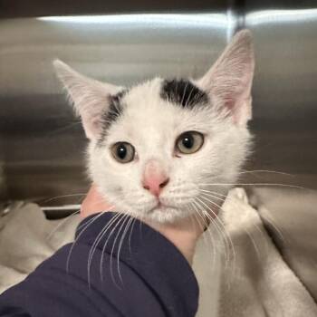 Domestic Short Hair Cats Available for Adoption - Guernsey | PetCurious