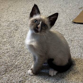 Chevy -  Siamese Cat for Adoption in Bentonville, Arkansas - Chevy | PetCurious
