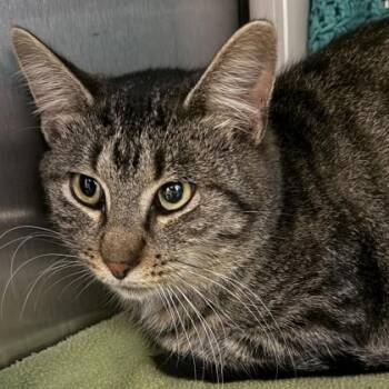 Rescue Domestic Short Hair Cats for Adoption in Lansing, Michigan - Adonis | PetCurious