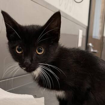Crumble -  Domestic Short Hair Cat Available for Adoption in Washburn, Missouri - Crumble | PetCurious