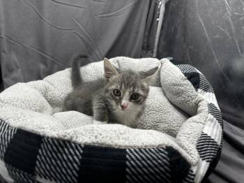 A121517 -  Domestic Short Hair Cat for Adoption in Grovetown, Georgia - A121517 | PetCurious