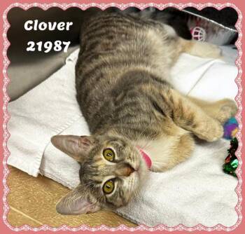 CLOVER -  Domestic Short Hair and Tabby Cat for Adoption in Marietta, Georgia - CLOVER | PetCurious