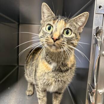 Domestic Short Hair Cats Available for Adoption - Dee Dee | PetCurious