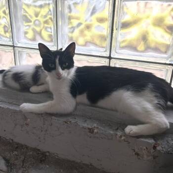 Janet -  Domestic Short Hair Cat for Adoption in La Grange, Kentucky - Janet | PetCurious