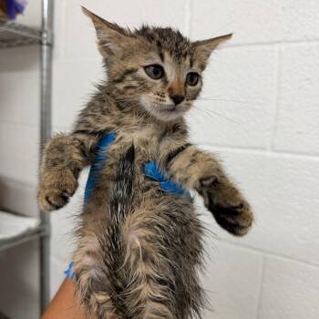 Sasha (Dorothea) -  Domestic Short Hair Cat for Adoption in Edinburg, Texas - Sasha (Dorothea) | PetCurious