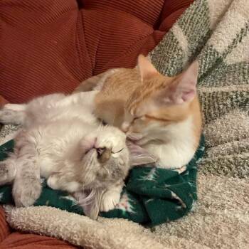 Domestic Medium Hair Cats Available for Adoption - Bodhi | PetCurious