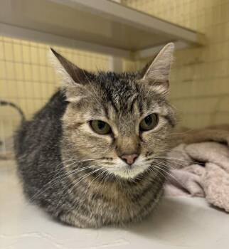 Licorice -  Domestic Short Hair Cat for Adoption in San Luis Obispo, California - Licorice | PetCurious