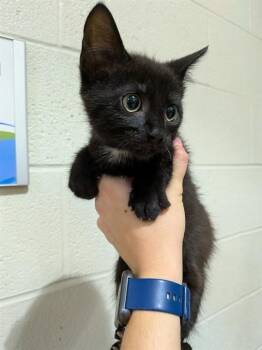 ELTON -  Domestic Short Hair Cat for Adoption in St. Peters, Missouri - ELTON | PetCurious