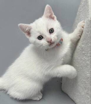 Sugar -  Domestic Short Hair Cat for Adoption in Gwinn, Michigan - Sugar | PetCurious