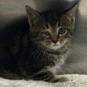 Tatsoi -  Domestic Short Hair Cat for Adoption in Marion, Virginia - Tatsoi | PetCurious