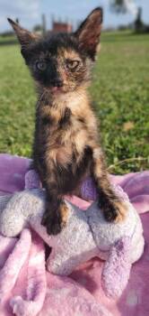 Mabel II -  Calico Cat for Adoption in Ville Platte, Louisiana - Mabel II | PetCurious