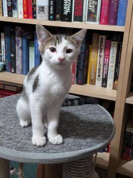 Swirl -  Domestic Short Hair Cat for Adoption in Tucson, Arizona - Swirl | PetCurious