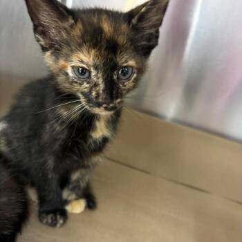 River -  Domestic Short Hair Cat for Adoption in Parrish, Alabama - River | PetCurious