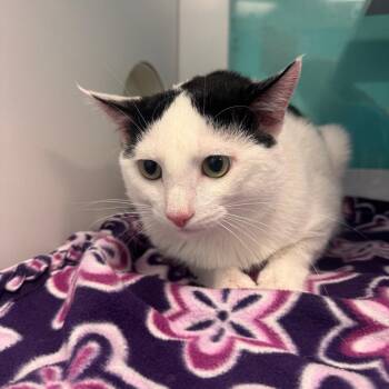 Otis -  Domestic Short Hair Cat for Adoption in Lake Jackson, Texas - Otis | PetCurious