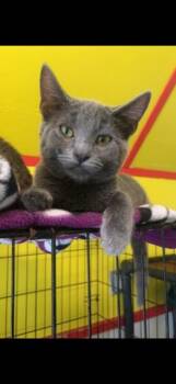 Rescue Domestic Short Hair Cats for Adoption in Owensboro, Kentucky - CIRRUS! | PetCurious