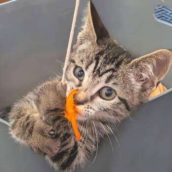 The Angelsworn Chosen -  Domestic Short Hair Cat for Adoption in Fredericksburg, Virginia - The Angelsworn Chosen | PetCurious