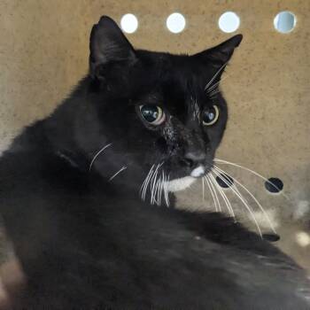 Rescue Domestic Short Hair Cats for Adoption in Philadelphia, Pennsylvania - Colorado | PetCurious