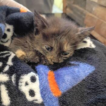 Zephyrhills -  Domestic Short Hair Cat for Adoption in Lynchburg, Virginia - Zephyrhills | PetCurious