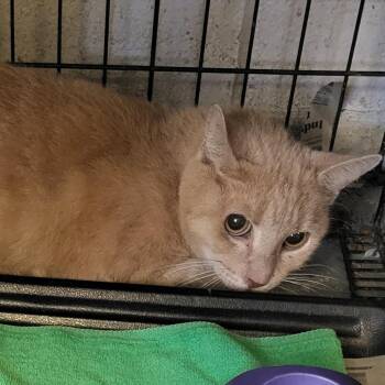 Rescue Domestic Short Hair Cats for Adoption in Muncie, Indiana - Otis | PetCurious