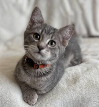 Banana Pudding -  Domestic Short Hair Cat for Adoption in Davis, California - Banana Pudding | PetCurious